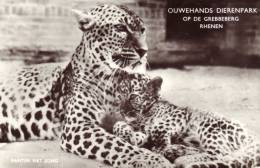 Ouwehands Dierenpark Panter Met Jong - Rhenen