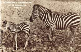 Ouwehands Dierenpark Chapman Zebra Met Jong - Rhenen