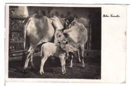 Halle (Saxe-Anhalt / Allemagne) - CPSM - Zoologischer Garten Der Stadt Halle, Zebu Familie / Famille De Zébus, Zoo - Halle (Saale)