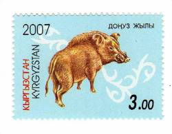 Kyrgyzstan / Wild Animals / Wild Pig - Kirghizistan