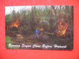 BURNING SUGAR CANE FIELDS BEFORE HARVEST - Autres & Non Classés