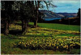 Royaume-Uni -  Ecosse - Perthshire - Daffodils At Lochearnhead - Perthshire