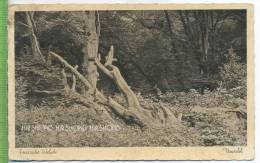 Friesische Wehde, Urwald,  Um 1920/1930 Verlag: J. W. Acquistapace, Varel I. O., Postkarte, Unbenutzte Karte - Borkum