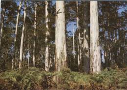 (400) Australia - WA - Pembridge Karri Tree - Andere & Zonder Classificatie