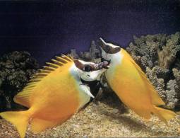 (500) Australia - QLD - Foxface Fish, Great Barrier Reef - Great Barrier Reef