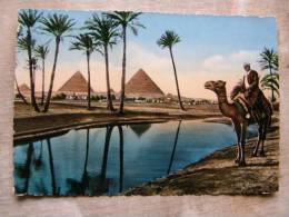Egypt - Gizeh -  Camel Pyramids   D94952 - Gizeh