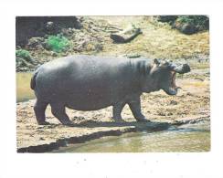 Hippopotame Hippopotamus - Photo By Joseph L. POPP - Timbre KENYA Pierre Agate Guerriers TURKANA - Ippopotami