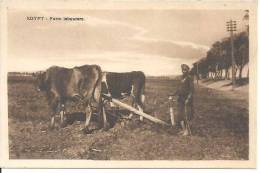 EGYPT. FARM LABOURERS. - Persone