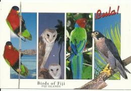 Fiji Islands - Fidji - CPM Neuve - Unused Postcard - Birds - Oiseaux - Fiji