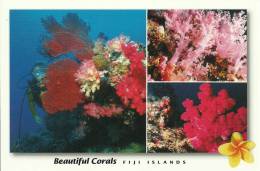 Fiji Islands - Fidji - CPM Neuve - Unused Postcard - Récif Faune Marine - Tropical Reef - Fidschi