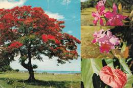 BR49750 Le Flamboyant Et Fleurs Ile Maurice     2 Scans - Mauritius