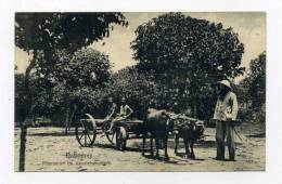 DAHOMEY BENIN  PLANTATION DE CAOUTCHOUCTIERS - Dahomey