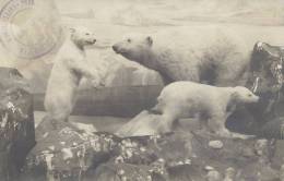 Polar Bears.    Used 1911   A-731 - Ours