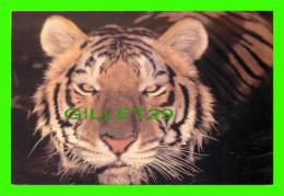 TIGRES - TIGER - - Tiger
