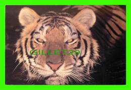 TIGRES - TIGER - - Tigres