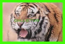 TIGRES - TIGER - - Tigri