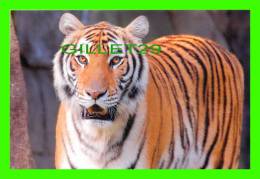 TIGRES - TIGER - - Tigri