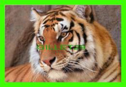 TIGRES - TIGER - - Tigri