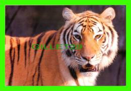 TIGRES - TIGER - - Tigres