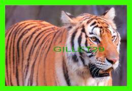 TIGRES - TIGER - - Tigri