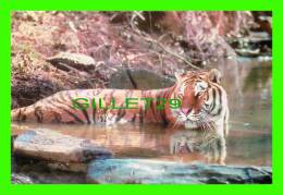 TIGRES - TIGER IN THE WATER - - Tiger