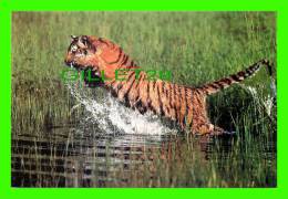 TIGRES - TIGER IN THE WATER - - Tigri