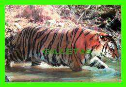 TIGRES - TIGER IN THE WATER - - Tigri