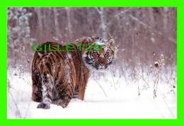 TIGRES - TIGER IN THE SNOW  - TIGRE DANS LA NEIGE - - Tigres