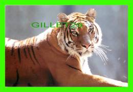 TIGRES - TIGER - - Tigri