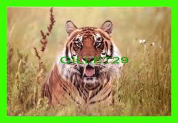 TIGRES - TIGER - - Tigres