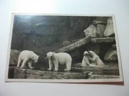 Zoo Orsi Carl Hagenbeck's Stellingen Hamburg  Norland Panorama  Elsbaren Germania - Bears