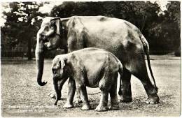 Zoologischer Garten Basel - Elefant Mit Jungem - & Zoo - Other & Unclassified