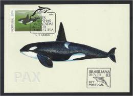 PORTUGAL BRASIL - ORCA - ESPÉCIES MARINHAS AMEAÇADAS DA COSTA PORTUGUESA - BPC 41 - 2 SCANS - CARTE MAXIMUM - MAXICARD - Tarjetas – Máximo