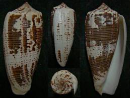 N°4874 // PIONOCONUS MAGUS ASSIMILIS "AUSTRALIE" // F+++ : GRAND : 73,4mm  . - Coquillages