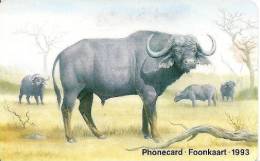CARTE-PUCE-1993-SUD AFRIQUE-BUFFALO SAVANE-R° GLACE-TBE--RARE - Cows