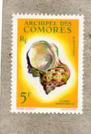 COMORES : Coquillages : Turbo Marmoratus - Neufs