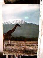 GIRAFFA  KENYA BELOW MOUNT KILIMANJARO V1966  ED12339 - Girafes