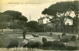 06-COTE D'AZUR...PINS PARASOLS DE LA FOUX.....CPA ANIMEE - Cogolin