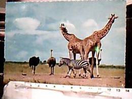 GIRAFFA  GIRAFFE E ZEBRE E STRUZZO  KENYA N1970  ED12345 - Giraffe