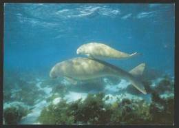 MOCAMBIQUE Bazaruto-Archipel WWF Dugong Dugon - Mozambique