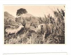 CPA - Galeries Du Duc D'Orléans - Antilope Rhinocéros - A2 -  E. BAUDELOT - Rhinoceros