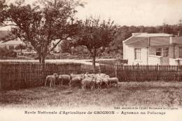 école Nationale D´agriculture De GRIGNON    Agneaux Au Paturage - Grignon