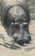 Réf : B -13-0826 :  Hippopotame - Hippopotames