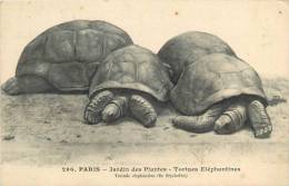 Réf : B -13-0850 : Tortue Testudo Jardin Des Plantes - Schildkröten