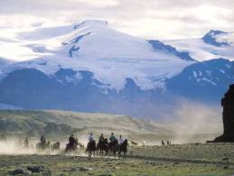 (543) Island - Islande  -  Cow - Island