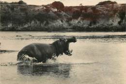 Réf : B -13-0865  : Hippopotame - Flusspferde