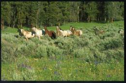 Horses In Meadows & Forests, Montana USA - Big Sky BSM-378 Unused - Sonstige & Ohne Zuordnung