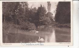 BR52217 Radenweiler Badenweiler  Cygne Swan   2 Scans - Badenweiler