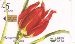 Cyprus, CYP-C-144, 0306CY, Wild Flowers Of Cyprus, Tulipa Oculus - Solis, 2 Scans. - Cyprus