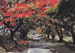 FRANCE,GUADELOUPE,GWADLOUP,ANTILLES,outre Mer Français,les Amériques,printemps,route Ancienne,fleur Tropicale - Saint Barthelemy